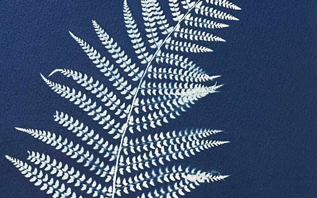 Fern
