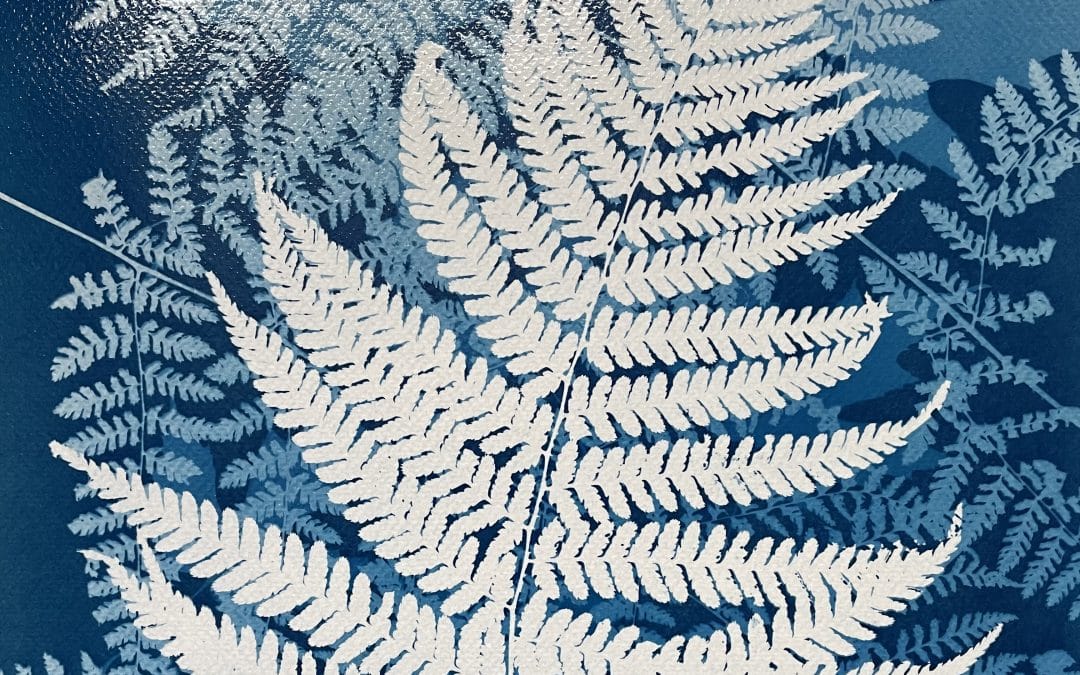 Timed exposure fern